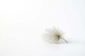 Single White Flower on White Background