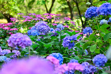 梅雨の晴れ間の紫陽花