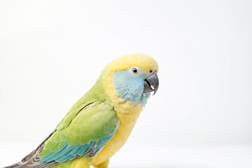 Yellow-collared Parrot Close-up