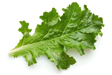 Fresh green leaf of lettuce isolated on white background.
