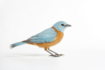 Fototapeta premium Blue-and-Orange Bird on White Background