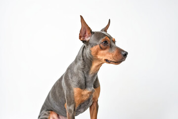 Portrait of a Miniature Pinscher Dog