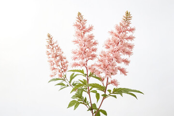 Pink Flowers on White Background