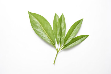 Green Leaf Isolated on White Background