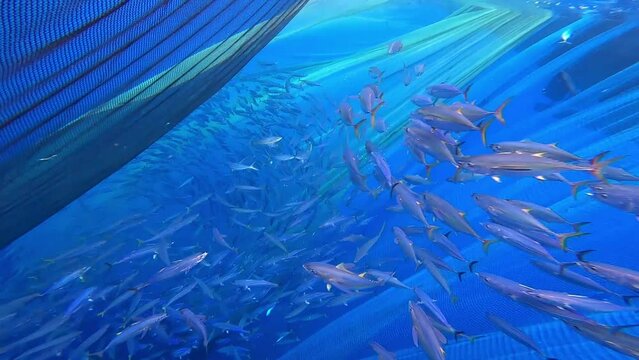 A group of Tuna Fish in the depths of the Aceh sea. The Tuna Fish caught in the sea.
