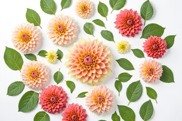 Peach and Coral Dahlia Flowers with Green Leaves on White Background