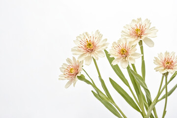 White Flowers with Green Stems on a White Background