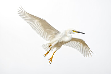 Obraz premium Snowy Egret in Flight Against White Background