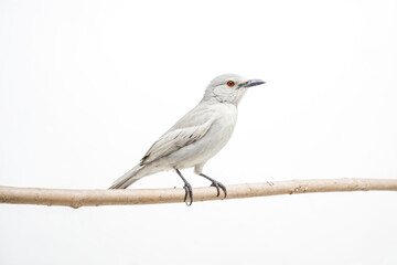 Fototapeta premium White Bird Perched on a Branch