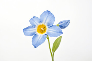 Fototapeta premium Delicate Blue Flower with Yellow Center