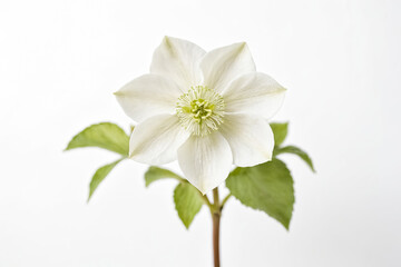 Obraz premium Single White Flower with Green Stem and Leaves on White Background