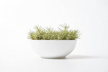 White Potted Plant on White Background