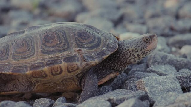 Diamond back terrapin in New Jersey