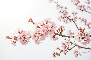 Fototapeta premium Delicate Pink Cherry Blossoms Branch Against a White Background