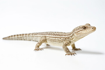 Naklejka premium Close-up of a crocodile lizard on a white background