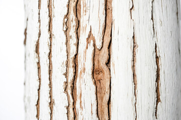 Obraz premium Whitewashed Tree Bark Close-Up