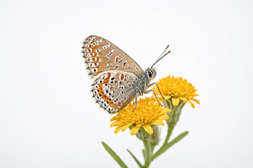 Obraz premium Butterfly on a Yellow Flower
