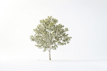 Obraz premium Small tree in white background