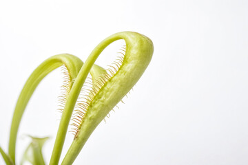 Close-up of a Venus Flytrap Plant with White Background