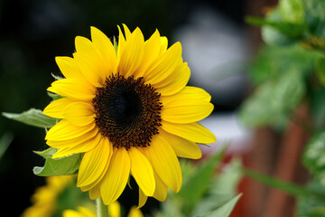 Obraz premium Sun Flower with background blurry grows in Bali