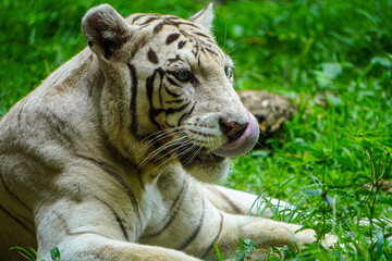 A striking close-up photograph of a majestic tiger resting on green grass in its natural habitat, showcasing its vibrant stripes and piercing eyes