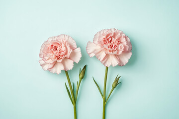 Fototapeta premium Two Pink Carnations on a Light Blue Background