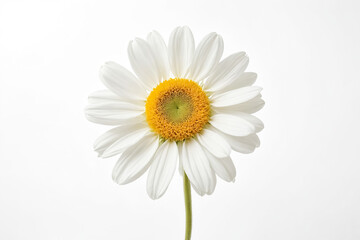 Fototapeta premium Single White Daisy Flower on White Background