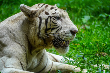 Close-Up Of Majestic Tiger On Green Grass In The Wild