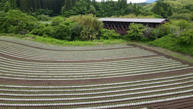 熊本県阿蘇市波野地区にある阿蘇望橋、日本でも珍しい屋根付きの車道橋とたばこ畑の風景