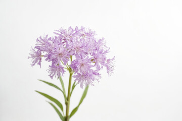 Obraz premium Purple flower on white background
