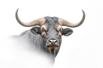Close-up of a Black Bull with Large Horns