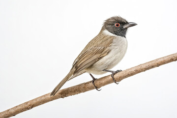 Obraz premium Red-eyed Bulbul perched on a branch