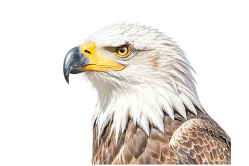 Obraz premium Close-up Portrait of a Bald Eagle with White Head and Yellow Beak