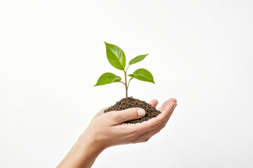 Hand Holding a Small Plant Sprouting from Soil