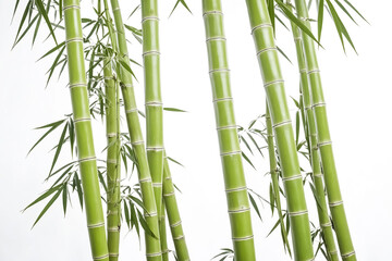 Green Bamboo Shoots on White Background