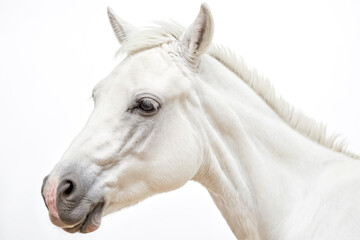 Obraz premium Close-up portrait of a white horse's head