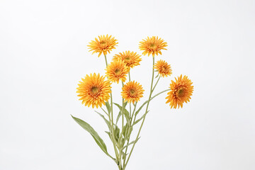 Fototapeta premium Orange gerbera daisies on a white background
