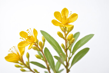Fototapeta premium Yellow Flower Branch Isolated on White Background