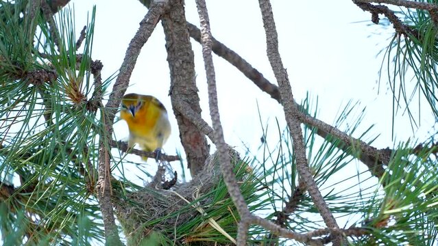 female Baltimore oriole jumps into nest and plays peek a boo with camera