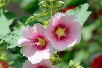 pink mallow flowers

