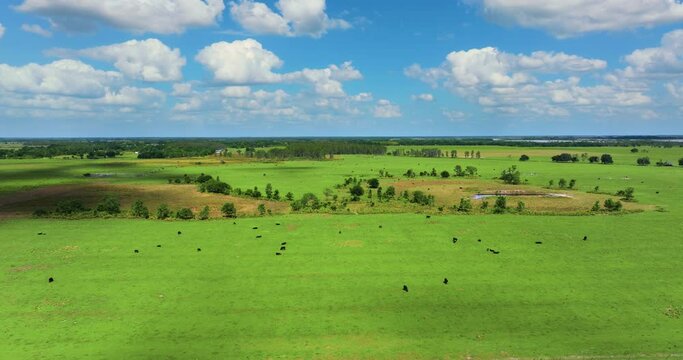 Cattle grazing on farmland pasture. Production of organic dairy products. Milk cows feeding on green farm grassland