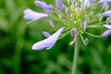 Obraz premium 初夏の公園で爽やかな涼感のある花を咲かせるアガバンサス