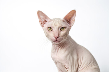 Fototapeta premium Hairless Cat Portrait