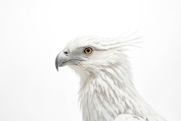 Obraz premium White Eagle Profile