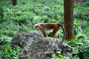 Toque Macaque monkey in forest , sri lankan animals , wildlife shot  park , monkey male on green background. little great ape mighty and biggest monkey primate world . 