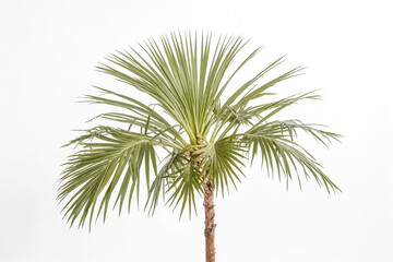 Fototapeta premium Palm Tree Isolated on White Background