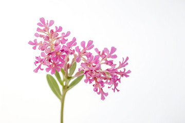 Fototapeta premium Pink flower on white background