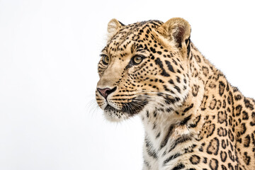 Close-up of a Leopard's Face