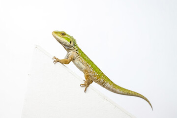 Green Iguana Lizard on White Background