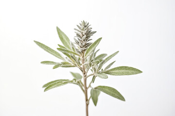Obraz premium Green Plant with White Background